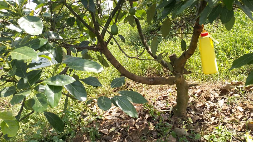 Avocado Orchard