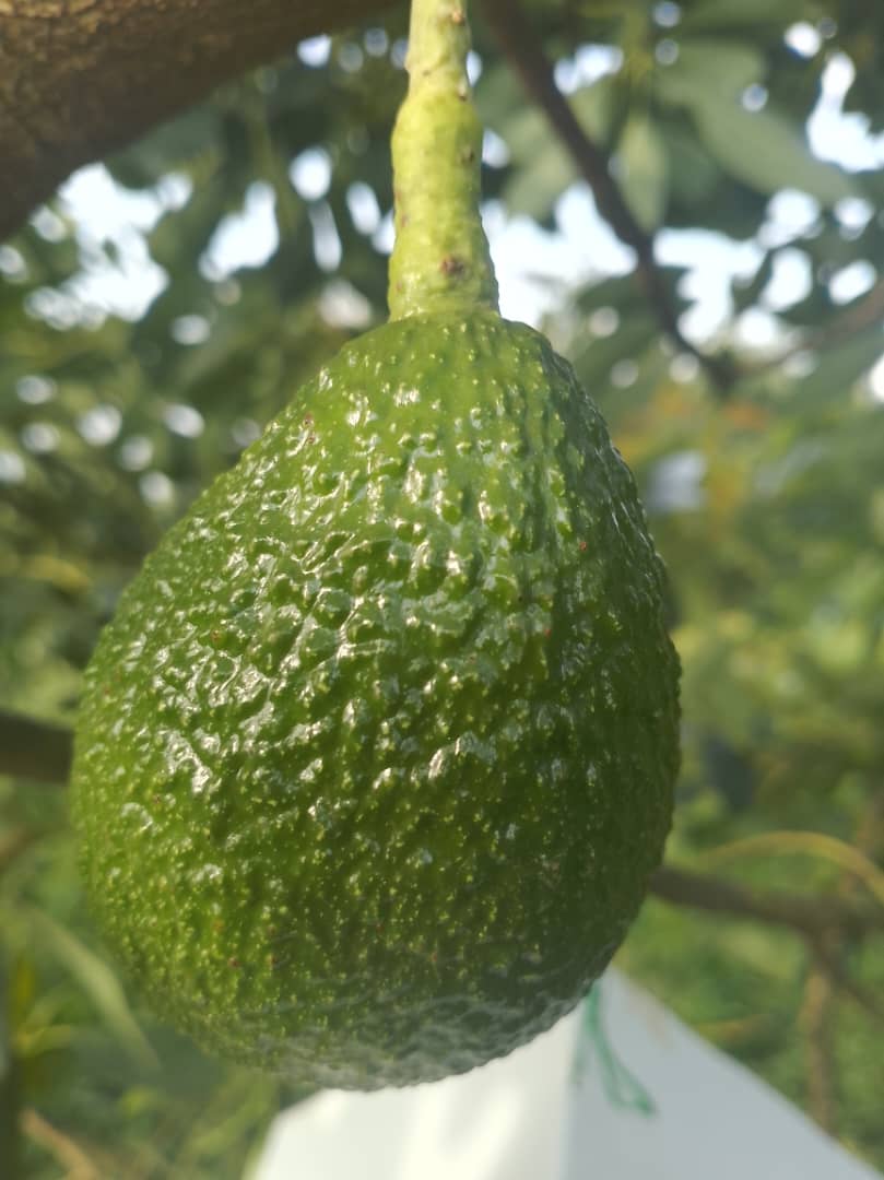 Premium Hass Avocado